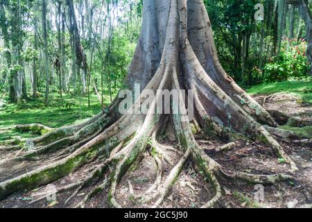 Kurzblatt-Feige, riesige bärtige Feige oder wilde banyantree (Ficus citrifolia) im El Gallineral Park in San Gil, Kolumbien Stockfoto