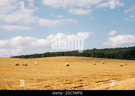 Heuballenrollen auf dem Kulturfeld nach der Weizenernte, bewölkter Sommertag. Strohwalzen auf Weizenfeld. Stockfoto