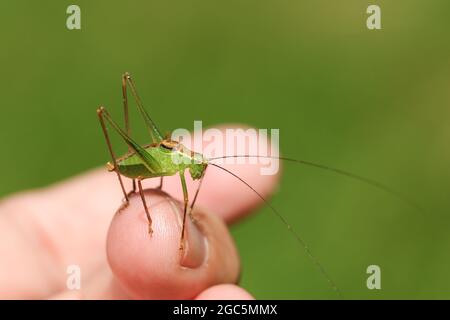 Ein Long Winged Cone-Head Cricket, Conocephalus fuscus, sitzt auf einem Finger einer Person. Stockfoto