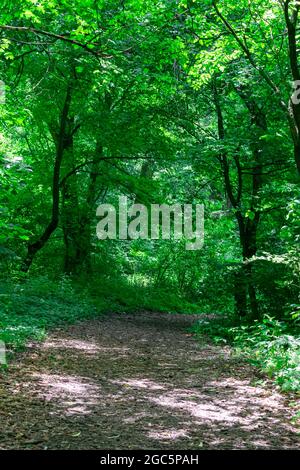 Unbefestigte Straße durch einen grünen Wald, ein Tunnel mit Bäumen an einem sonnigen Sommertag. Dendrapark in Yampol Ukraine. Stockfoto