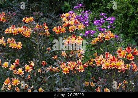 Blüten und dunkle Blätter der Alstroemeria Indian Summer Serie Tesronto UK August Stockfoto