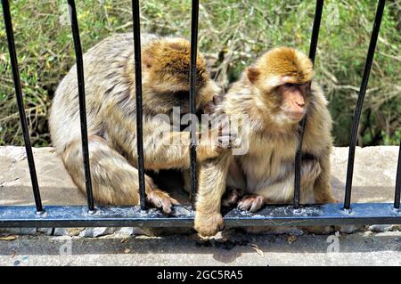 Barbary Monkey in der Nähe der St. Michael's Cave in Gibraltar Stockfoto