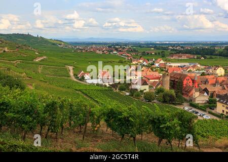 Blick auf das Dorf Kaysersberg zwischen den Weinbergen im Elsass im Sommer Stockfoto