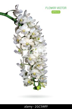 Vektorbild der Orchideenblume auf weißem Hintergrund Stock Vektor