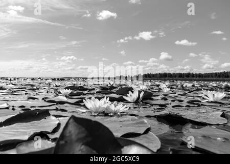 Wunderschöne schwarz-weiße, voll blühende weiße Lotusblume auf einem Blattgrund in klarem und unberührtem Flusswasser Stockfoto
