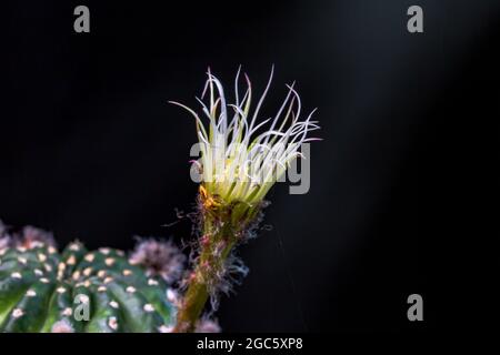 Schöne Öffnung rosa Kaktusblüte auf schwarzem Hintergrund. Blütenblätter von blühenden rosa Kakteen öffnen, Nahaufnahme. Makro. Eine Spinne zieht ein Netz auf einem cact Stockfoto