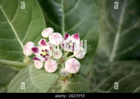 Königskrone (Calotropis procera) mit lavendelfarbenen Blüten und Knospen : (Bild Sanjiv Shukla) Stockfoto
