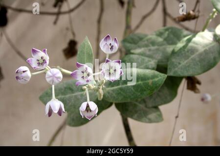 Königskrone (Calotropis procera) mit lavendelfarbenen Blüten und Knospen : (Bild Sanjiv Shukla) Stockfoto