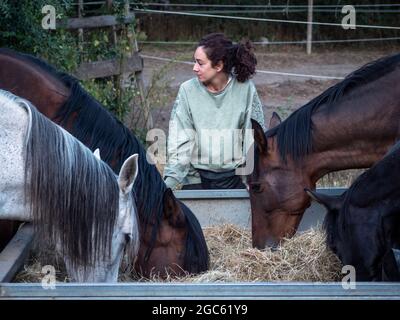 Kutscherin mit ihren Pferden, während sie an einem frühen Sommermorgen Heu fressen. Stockfoto