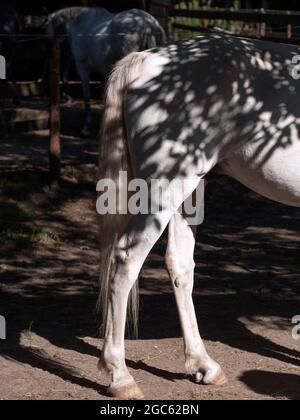 Detail eines andalusischen weißen Pferdes Hinterhand. Stockfoto