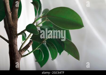 Heimpflanze Ficus mit frischen Blättern auf grauem Hintergrund. Hintergrund mit grünen Blättern eines Ficus. Stockfoto