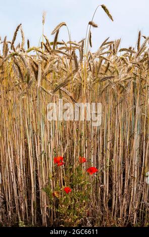 Mohnblumen am Rande eines Weizenfeldes Stockfoto