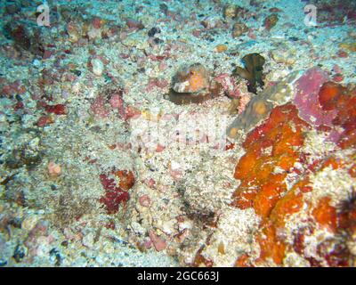 Longhorn Cowfish oder Boxfish (Lactoria Cornuta) schwimmt im philippinischen Meer 15.11.2012 Stockfoto