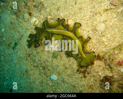 Nacktschnecken oder Seegruß (Pseudobiceros Floweri) im Boden im philippinischen Meer 7.12.2012 Stockfoto