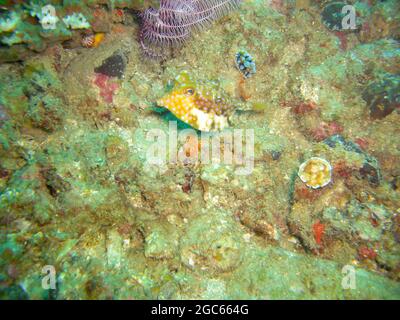 Longhorn Cowfish oder Boxfish (Lactoria Cornuta) schwimmt im philippinischen Meer 17.10.2012 Stockfoto