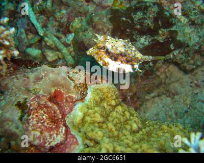 Longhorn Cowfish oder Boxfish (Lactoria Cornuta) schwimmt im philippinischen Meer 15.11.2012 Stockfoto