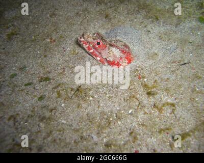 Die Stargazer Schlange Eel (Brachysomophis Cirrocheilos) ragt im philippinischen Meer 22.10.2012 hervor Stockfoto