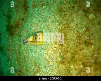 Die Stargazer Schlange Eel (Brachysomophis Cirrocheilos) ragt im philippinischen Meer 28.11.2012 hervor Stockfoto