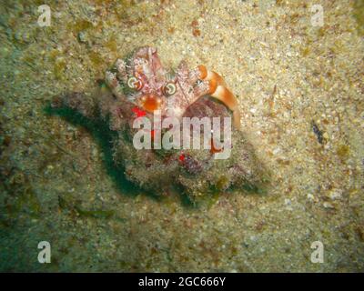 Einsiedlerkrabbe (Paguroidea) auf dem Boden im philippinischen Meer 28.11.2012 Stockfoto