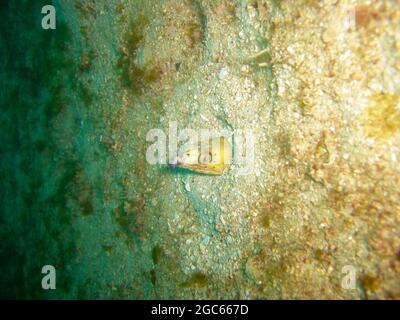 Die Stargazer Schlange Eel (Brachysomophis Cirrocheilos) ragt im philippinischen Meer 28.11.2012 hervor Stockfoto