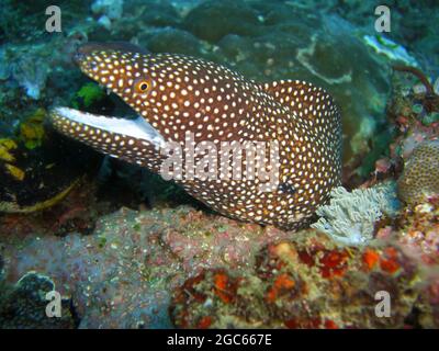 Whitemouth Moray Eel (Gymnothorax Meleagris) ragt unter einem Felsen im philippinischen Meer 8.12.2012 hervor Stockfoto