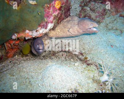 Der Weißäugige Moray Eel (Siderea Thyrsoidea) ragt unter einem Felsen im philippinischen Meer 20.11.2012 hervor Stockfoto