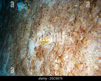 Die Stargazer Schlange Eel (Brachysomophis Cirrocheilos) ragt im philippinischen Meer 30.11.2012 hervor Stockfoto