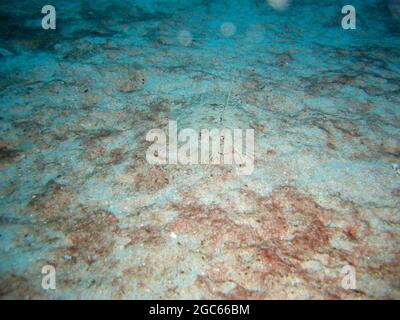 Leopardenflunder (Leopard Bothus Pantherinus) am Boden im philippinischen Meer 30.11.2012 Stockfoto