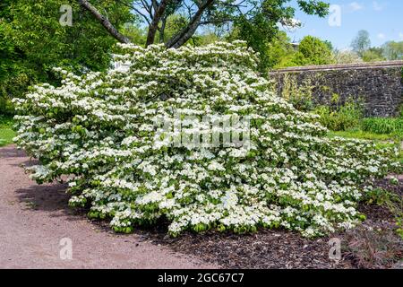 Viburnum plicatum forma tomentosum 'Shasta' ein weißer Sommer blühender Strauch, der allgemein als Doppelfeuer bekannt ist Stockfoto