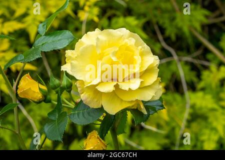 Rose 'Korlillub' (rosa) eine gelbe mehrjährige Frühling Sommer Herbst Blume Strauch bekannt als 'Lichtkonigin Lucia', Stock Foto Bild Stockfoto