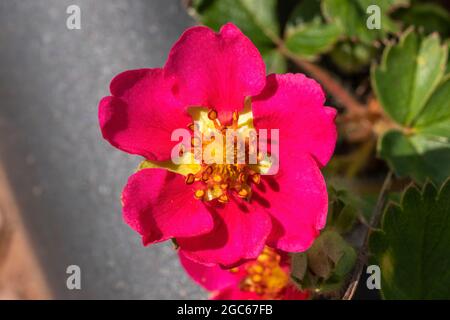 Fragaria x ananassa 'Samba' eine rote Erdbeere Hybrid-Zierpflanze, die hauptsächlich als Blumenpflanze angebaut wird, anstatt für seine Beeren Stockfoto