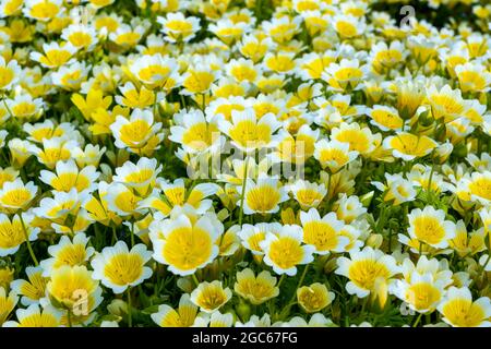 Pochierte Eierpflanze, (Limnanthes douglasii) eine gemeinsame, jährliche Gartenblumenpflanze, die im Frühling, Sommer und Herbst wächst, Stockfoto Stockfoto