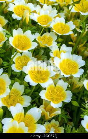 Pochierte Eierpflanze, (Limnanthes douglasii) eine gemeinsame, jährliche Gartenblumenpflanze, die im Frühling, Sommer und Herbst wächst, Stockfoto Stockfoto