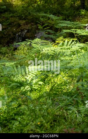 Helsinki / Finnland - 4. AUGUST 2021: Selektive Nahaufnahme von Farnen mit einem moosbedeckten Granitstück im Hintergrund. Stockfoto