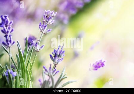 Blühende Lavendel Blumen Hintergrund . Lavendelfeld bei Sonnenlicht beleuchtet. Sommerhintergrund. Stockfoto