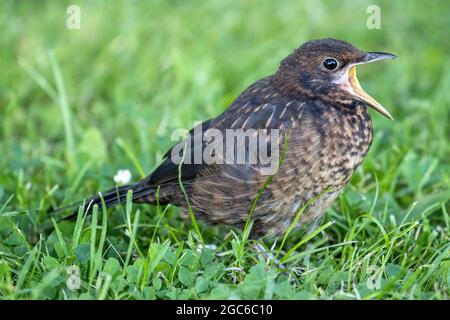 Die Jungvögel (Turdus merula) auf der Wiese wollen gefüttert werden Stockfoto