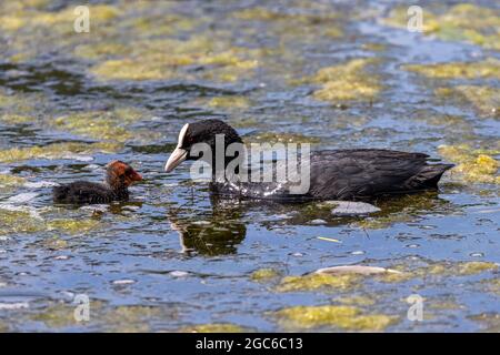 Eurasischer Ruß (Fulica atra) mit Küken auf Wasser Stockfoto