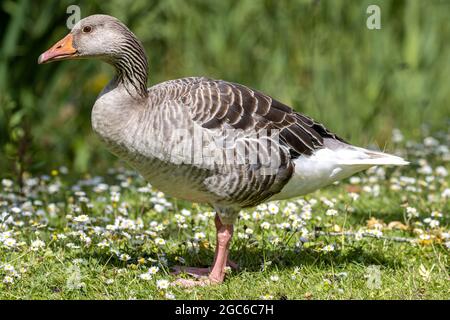 Erwachsene Graugans (Anser anser) auf einer Wiese mit Gänseblümchen Stockfoto