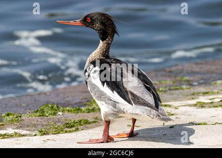 Männlicher Rotbrustmerganser (Mergus serrator) am Ufer eines Kanals Stockfoto
