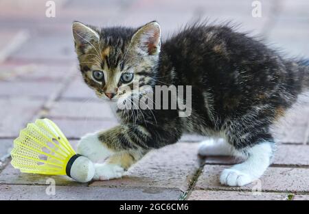 Sieversdorf, Deutschland. August 2021. Ein etwa sieben Wochen altes Kätzchen spielt mit einem Federball in einem Garten. Jedes Jahr am 08. August wird der Internationale Cat Day, auch World Cat Day genannt, gefeiert. Damit sollen alle Katzen und auch die Katzenarten in den Fokus der Aufmerksamkeit gerückt werden. Quelle: Patrick Pleul/dpa-Zentralbild/dpa/Alamy Live News Stockfoto