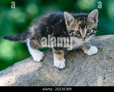 Sieversdorf, Deutschland. August 2021. Ein etwa sieben Wochen altes Kätzchen ist auf einer Erkundungstour durch einen Garten. Jedes Jahr am 08. August wird der Internationale Cat Day, auch World Cat Day genannt, gefeiert. Damit sollen alle Katzen und auch die Katzenarten in den Fokus der Aufmerksamkeit gerückt werden. Quelle: Patrick Pleul/dpa-Zentralbild/dpa/Alamy Live News Stockfoto