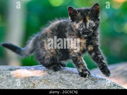 Sieversdorf, Deutschland. August 2021. Ein etwa sieben Wochen altes Kätzchen ist auf einer Erkundungstour durch einen Garten. Jedes Jahr am 08. August wird der Internationale Cat Day, auch World Cat Day genannt, gefeiert. Damit sollen alle Katzen und auch die Katzenarten in den Fokus der Aufmerksamkeit gerückt werden. Quelle: Patrick Pleul/dpa-Zentralbild/dpa/Alamy Live News Stockfoto