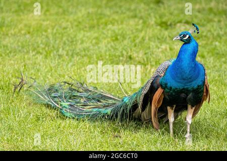 Indische Pfauenmännchen (Pavo cristatus) auf der Wiese Stockfoto