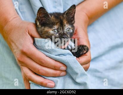 Sieversdorf, Deutschland. August 2021. Ein etwa sieben Wochen altes Kätzchen wird von einer Frau in einer Tasche aus dem Kleid getragen. Jährlich am 08. August wird der Internationale Cat Day, auch World Cat Day genannt, gefeiert. Damit sollen alle Katzen und auch die Katzenarten in den Fokus der Aufmerksamkeit gerückt werden. Quelle: Patrick Pleul/dpa-Zentralbild/dpa/Alamy Live News Stockfoto