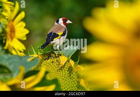 Sieversdorf, Deutschland. August 2021. Ein Goldfink (Carduelis carduelis), auch Goldfink genannt, steht auf einer blühenden Sonnenblume in einem Garten. Quelle: Patrick Pleul/dpa-Zentralbild/ZB/dpa/Alamy Live News Stockfoto