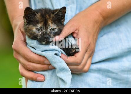 Sieversdorf, Deutschland. August 2021. Ein etwa sieben Wochen altes Kätzchen wird von einer Frau in einer Tasche aus dem Kleid getragen. Jährlich am 08. August wird der Internationale Cat Day, auch World Cat Day genannt, gefeiert. Damit sollen alle Katzen und auch die Katzenarten in den Fokus der Aufmerksamkeit gerückt werden. Quelle: Patrick Pleul/dpa-Zentralbild/dpa/Alamy Live News Stockfoto