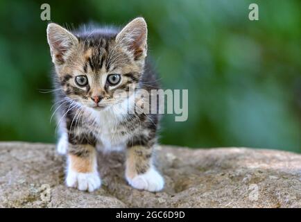 Sieversdorf, Deutschland. August 2021. Ein etwa sieben Wochen altes Kätzchen ist auf einer Erkundungstour durch einen Garten. Jedes Jahr am 08. August wird der Internationale Cat Day, auch World Cat Day genannt, gefeiert. Damit sollen alle Katzen und auch die Katzenarten in den Fokus der Aufmerksamkeit gerückt werden. Quelle: Patrick Pleul/dpa-Zentralbild/dpa/Alamy Live News Stockfoto