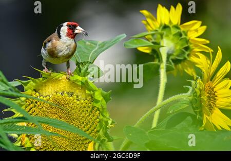 Sieversdorf, Deutschland. August 2021. Ein Goldfink (Carduelis carduelis), auch Goldfink genannt, nimmt in einem Garten Samen von einer Sonnenblume auf. Quelle: Patrick Pleul/dpa-Zentralbild/ZB/dpa/Alamy Live News Stockfoto