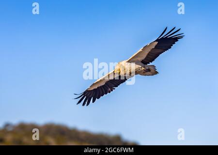 Ägyptischer Geier (Neophron percnopterus), der in den spanischen Pyrenäen, Katalonien und Spanien gegen den blauen Himmel fliegt. April. Es ist weit verbreitet; die ägyptische Stockfoto