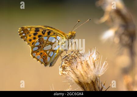 Königin von Spanien Fritillary (Issoria Lathonia) ruht auf Blume der Distel mit Hintergrundbeleuchtung Sonne Stockfoto